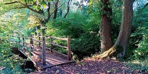 Eine Holzbrücke führt durch einen grünen Wald. Die Umgebung ist von dichten Bäumen und Herbstblättern geprägt.
