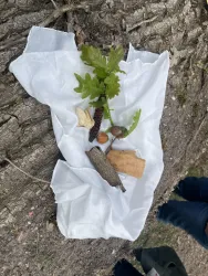 Ein Stück weißes Tuch liegt am Boden, darauf sind verschiedene Naturmaterialien wie Zweige, Eicheln und eine kleine Pflanze. Die Szene ist von einem Baumstamm umgeben.