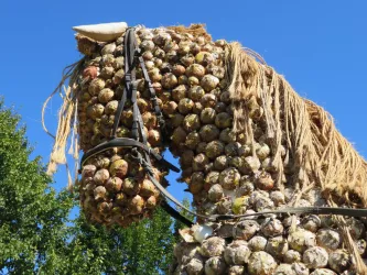 Zwiebelhengst in Zeiskam (© Petra Steinemetz)