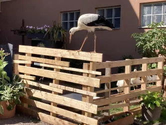 Storch am Storchenwanderweg Winden