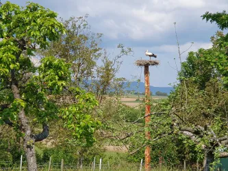 Ein Storch sitzt auf seinem Nest auf einem Pfahl, umgeben von Bäumen. Im Hintergrund sind Felder und ein sanfter Hügel sichtbar.