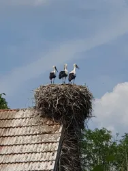 Drei Störche stehen auf einem großen Nest auf einem Dach. Der Himmel ist blau mit einigen weißen Wolken.
