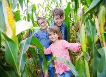 Drei fröhliche Kinder stehen in einem Maisfeld. Sie lächeln und genießen ihren Tag in der Natur.