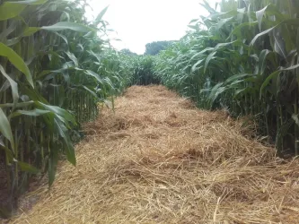 Ein Weg zwischen hohen Maispflanzen führt durch das Feld. Der Boden ist mit Stroh bedeckt.