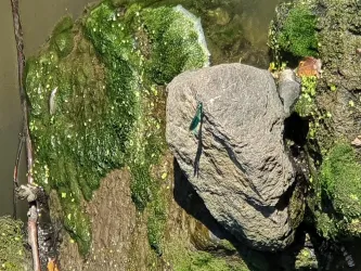 Fischtreppe bei Erlenbach