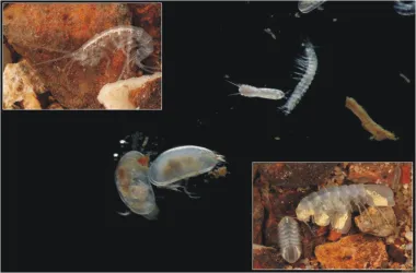 GW_Tiere_Zusammenstellung