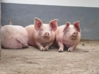 Schweine (© Südpfalz-Tourismus Landkreis Germersheim e.V.)
