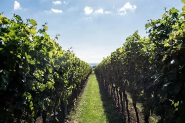 Ein malerischer Weinberg mit reifen Trauben und grünen Reben. Im Hintergrund erstreckt sich der klare Himmel.