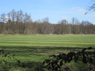 Sogenannte Rieselwiesen bei Knittelsheim