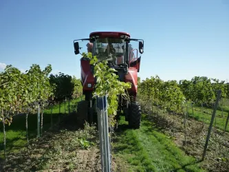Weinernte (© Weingut Spieß GbR)