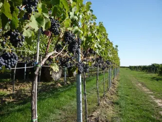 Weinberg des Weingut Spieß in Weingarten (© Weingut Spieß GbR)