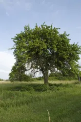 Großer Baum auf der Streuobstwiese (© Stadt Wörth)