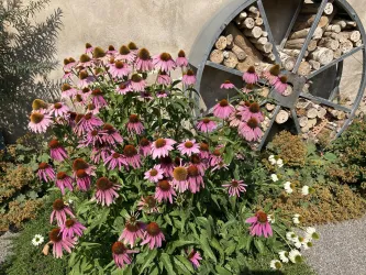 Kräutergarten Freckenfeld