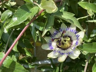 Kräutergarten Freckenfeld, Blume