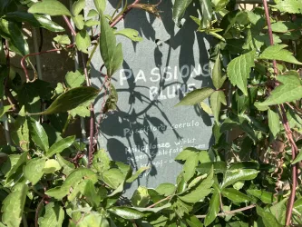 Kräutergarten Freckenfeld - Passionsblume, Infos