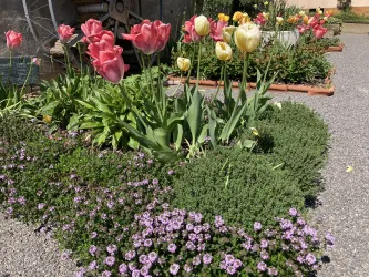 Kräutergarten Freckenfeld - blühende Blumen