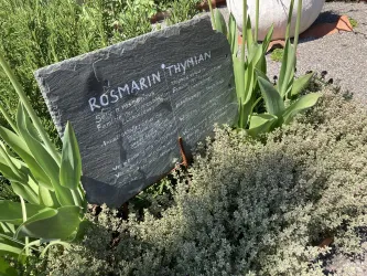 Kräuter im Kräutergarten Freckenfeld