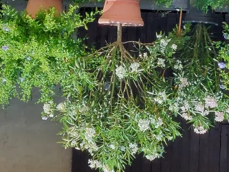 Blütenpracht im Sommer