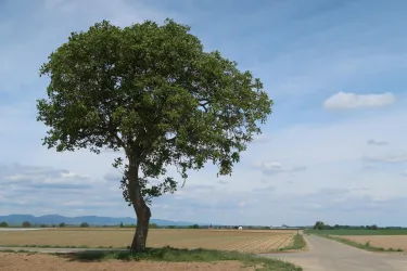 Markanter Baum am Petronella-Rhein-Radweg