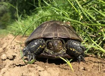Europäische Sumpfschildkröte