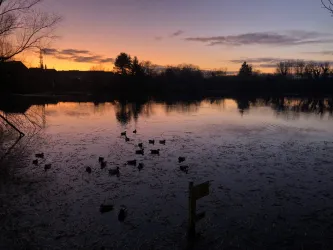 Naturschutzgebiet in Neuburg am Rhein – eine Wohlfühloase für die Europäische Sumpfschildkröte & Co.