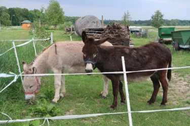 2 Esel auf der Weide in Freckenfeld