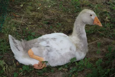 "Gans in Ruhestellung" in Vollmerweiler