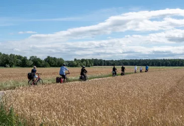 Radler fahren in einer Gruppe durch durch Kornfelder