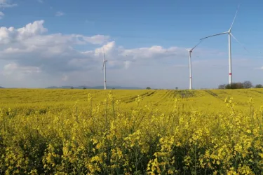 Rapsfeld mit Windräder in Freckenfeld