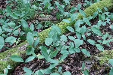  Bemooster Baumstamm im Bienwald