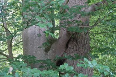 Zwillingsbaum im Bienwald