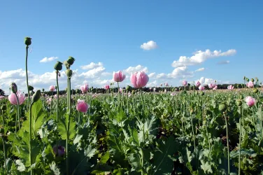 Mohnfelder bei Rheinzabern