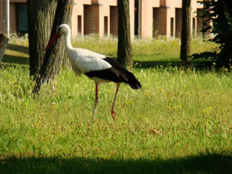 Störche vor der Verbandsgemeindeverwaltung Jockgrim