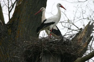 Störche am Fischerweg Neupotz