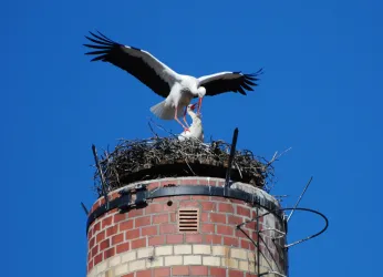 Störche auf dem Schornstein der Jockgrimer Ziegelei