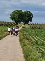 Radfahrergruppe auf dem Radweg zwischen Wein und Feld