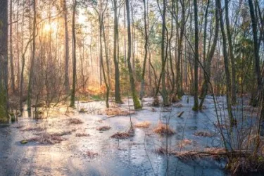 Die Sonne scheint durch die kahlen Bäume im winterlichen Bienwald.