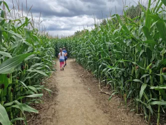 Zwei Kinder laufen durchs Maislabyrinth