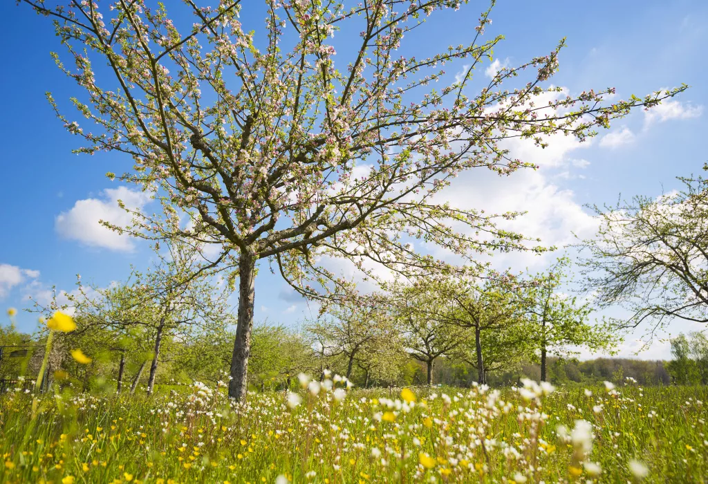 Wiese mit blühenden Streuobstbäumen 