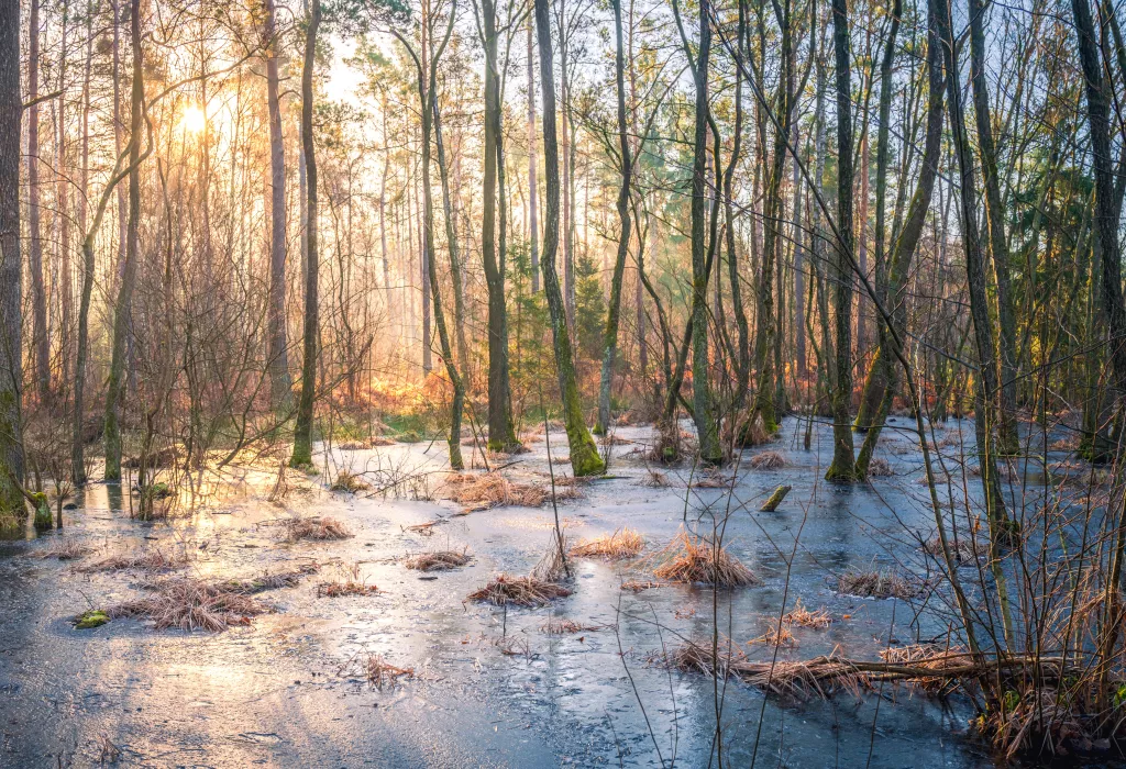 Die Sonne durchflutet den winterlichen Bienwald