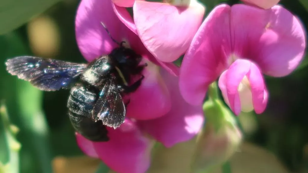 Anflug einer Holzbiene auf Blüte