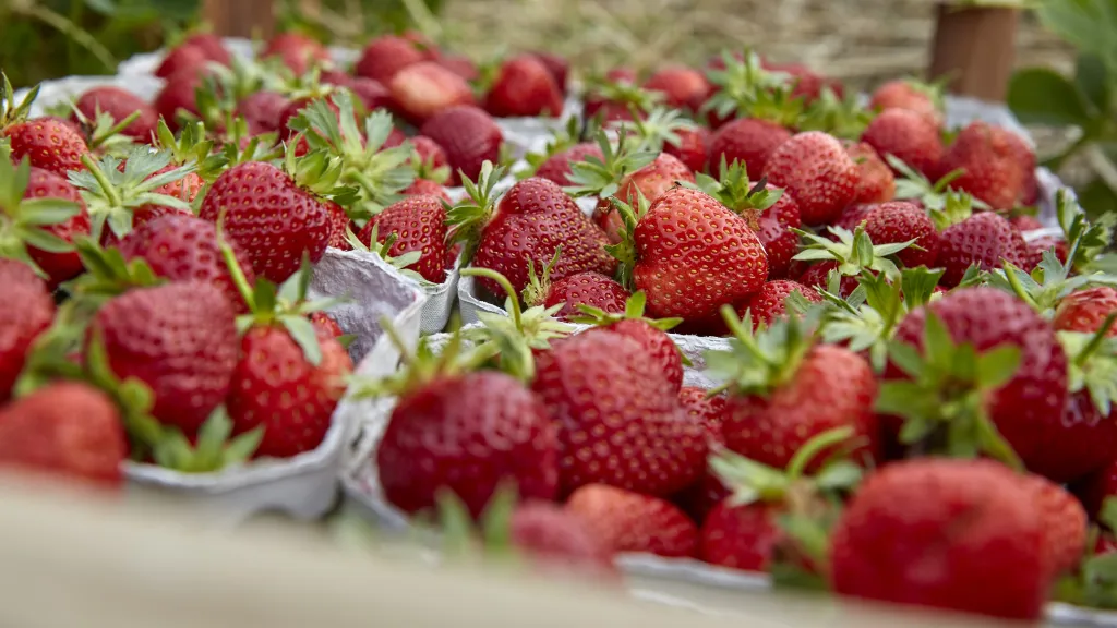 frisch geerntete Erdbeeren vor dem Transport in den Hofladen