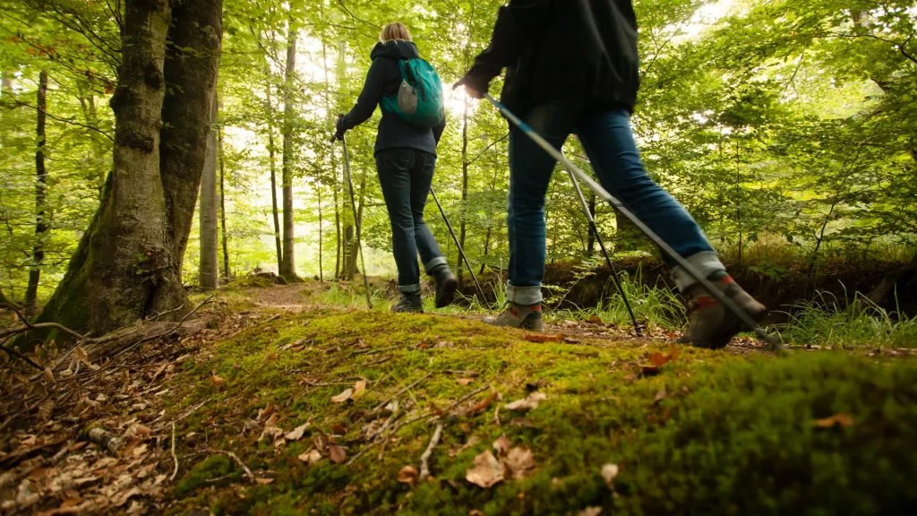 Wanderer laufen durch den Bienwald