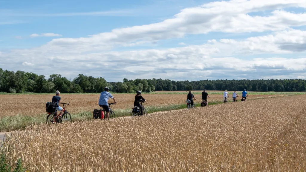 Radler fahren in einer Gruppe durch durch Kornfelder