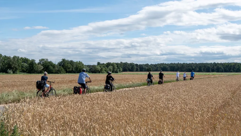 Radler fahren in einer Gruppe durch durch Kornfelder