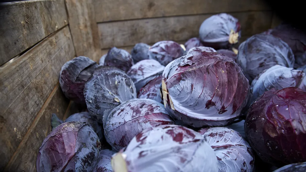 Pfälzer Rotkohl im Hofladenlager