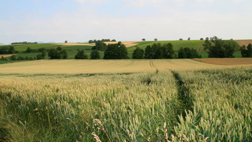 Blick auf ein Kornfeld