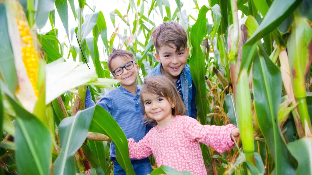 Kinder im Maislabyrinth