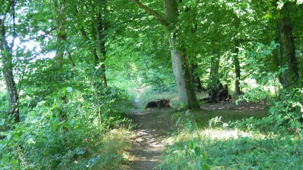 Pfad auf dem Naturfreundeweg Nummer 2