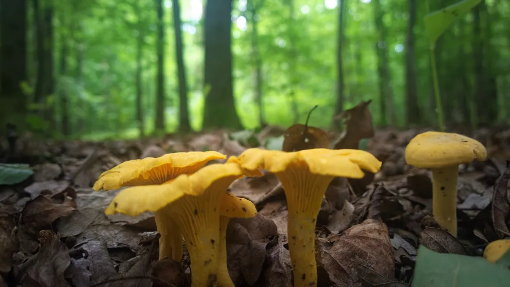 Pfifferlinge im Wald